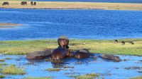 Botswana - Bootsfahrt auf dem Chobe