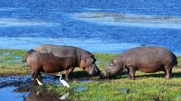 Botswana - Bootsfahrt auf dem Chobe