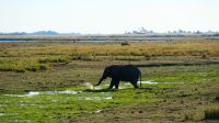 Botswana - Bootsfahrt auf dem Chobe