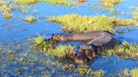 Botswana - Bootsfahrt auf dem Chobe