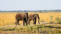 Botswana - Bootsfahrt auf dem Chobe