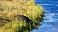 Botswana - Bootsfahrt auf dem Chobe