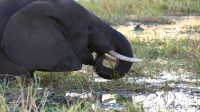 Botswana - Bootsfahrt auf dem Chobe