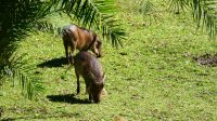 Botswana - Chobe Safari Lodge - Blick vom Balkon - Pumba