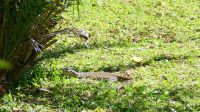 Botswana - Chobe Safari Lodge - Blick vom Balkon - Wasserwaran