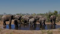Botswana - Elefanten am Straßenrand