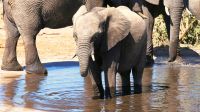 Botswana - Elefanten im Frischwasserpool on the road