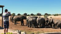 Botswana - Mittagspause mit Elefanten
