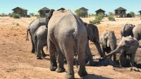 Botswana - Mittagspause mit Elefanten