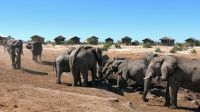 Botswana - Mittagspause mit Elefanten