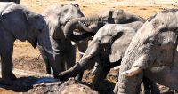 Botswana - Mittagspause mit Elefanten