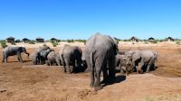 Botswana - Mittagspause mit Elefanten