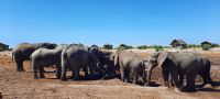 Botswana - Mittagspause mit Elefanten