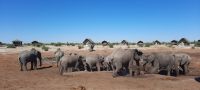 Botswana - Mittagspause mit Elefanten