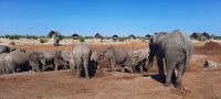 Botswana - Mittagspause mit Elefanten