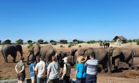 Botswana - Mittagspause mit Elefanten