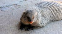 Botswana - Mittagspause mit Streifenmanguste