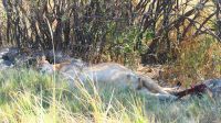 Botswana - Moremi - Auszeit für schwangere Löwin