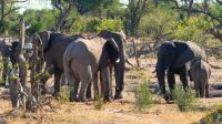 Botswana - Moremi - Elefantenherde