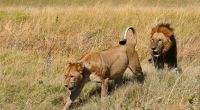 Botswana - Moremi - Frau und Herr Löwe