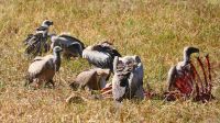 Botswana - Moremi - Geier beim Frühstück