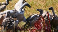 Botswana - Moremi - Geier beim Frühstück