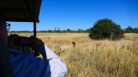 Botswana - Moremi - Löwe verzieht sich