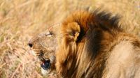 Botswana - Moremi - Löwe