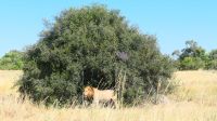 Botswana - Moremi - Löwe