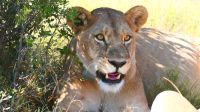 Botswana - Moremi - Löwen-Dame