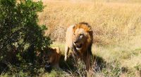 Botswana - Moremi - Löwen-Paar