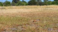 Botswana - Moremi - Schabracken-Schkal