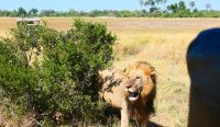 Botswana - Moremi - auf Pirsch