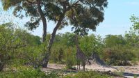Botswana - Moremi - auf Pirsch