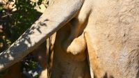 Botswana - Moremi - ohne Worte