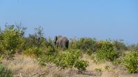 Botswana - Moremi 