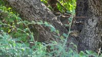 Botswana - Pirschfahrt im Chobe - Boa im Baum