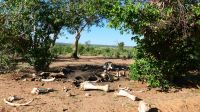 Botswana - Pirschfahrt im Chobe - Bones of Elephant