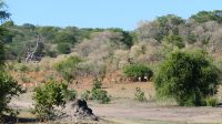 Botswana - Pirschfahrt im Chobe - Impalas, Impalas, Impalas