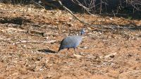 Botswana - Pirschfahrt im Chobe - Perlhuhn