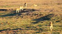 Botswana - Pirschfahrt im Chobe - Rückzug in den Busch