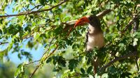 Botswana - Pirschfahrt im Chobe - Rotschnabel-Toko
