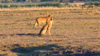 Botswana - Pirschfahrt im Chobe - der Büffel hatte Glück