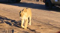 Botswana - Pirschfahrt im Chobe 