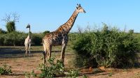 Botswana - Pirschfahrt im Chobe