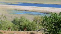 Botswana - Pirschfahrt im Chobe