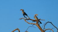 Botswana - Rotschnabel Tokos