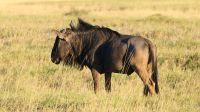 Botswana - Salzpfannen bei Nata - Gnu