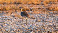Botswana - Salzpfannen bei Nata - Riesentrappe