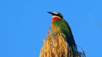 Botswana - Shakawe - Bootsfahrt - Bienenfresser